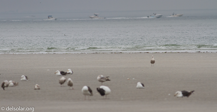 Canon EOS 7D  --  400 mm  --  EF400mm f/5.6L USM  