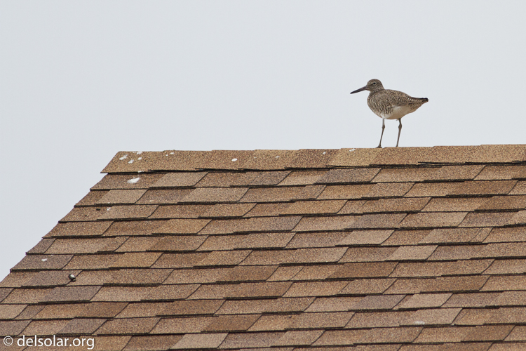 Canon EOS 7D  --  400 mm  --  EF400mm f/5.6L USM  