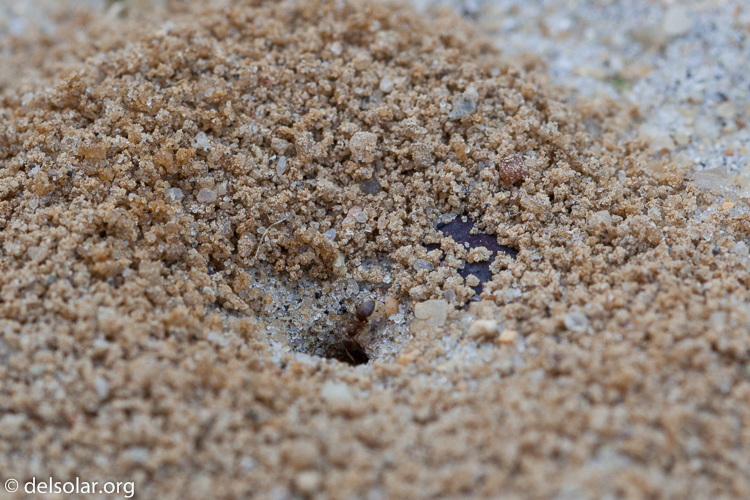 Canon EOS 5D Mark II  --  100 mm  --  EF100mm f/2.8 Macro USM  