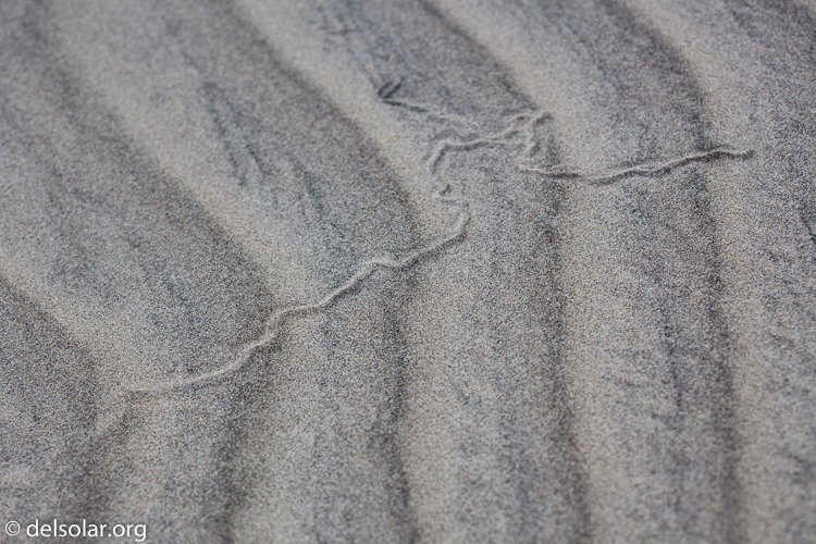 Canon EOS 5D Mark II  --  100 mm  --  EF100mm f/2.8 Macro USM  