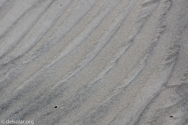 Canon EOS 5D Mark II  --  100 mm  --  EF100mm f/2.8 Macro USM  