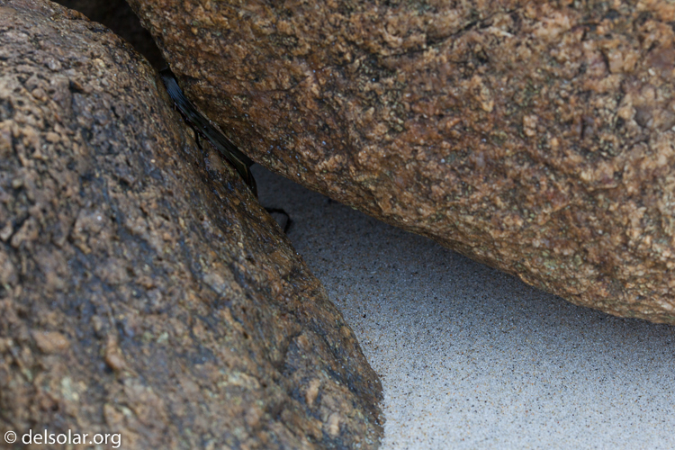 Canon EOS 5D Mark II  --  100 mm  --  EF100mm f/2.8 Macro USM  