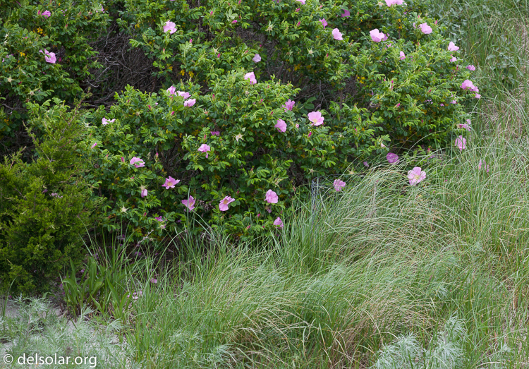 Canon EOS 5D Mark II  --  154 mm  --  EF70-200mm f/4L USM  