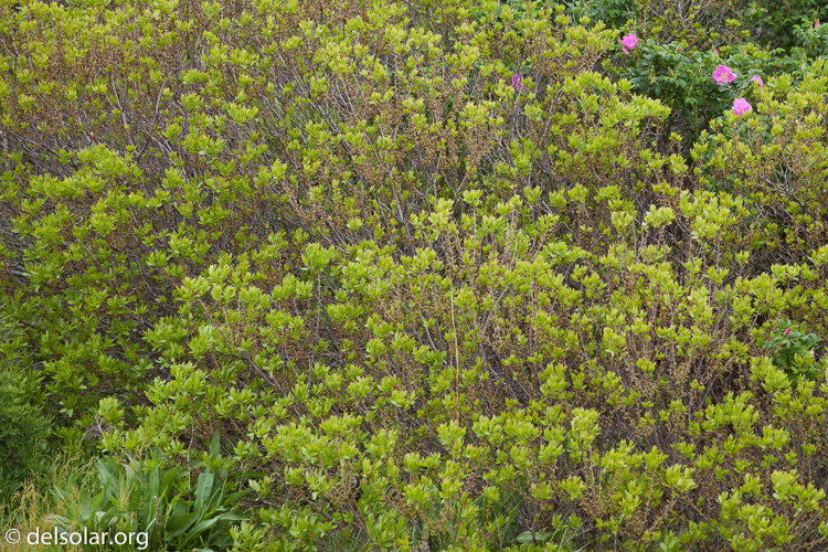 Canon EOS 5D Mark II  --  159 mm  --  EF70-200mm f/4L USM  