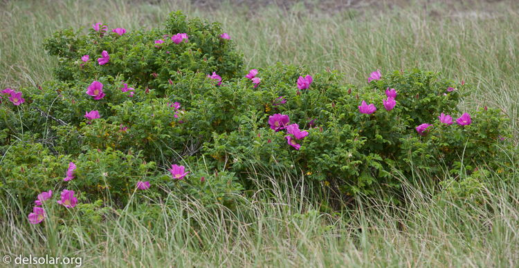 Canon EOS 5D Mark II  --  172 mm  --  EF70-200mm f/4L USM  