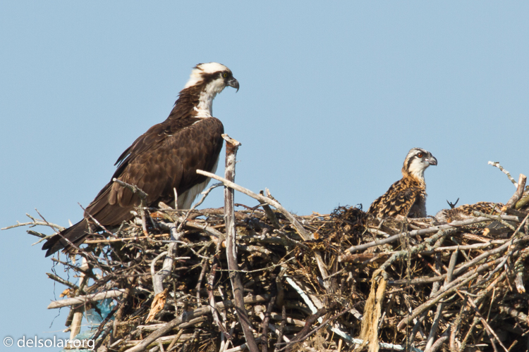 Canon EOS 7D  --  500 mm  --  EF500mm f/4L IS USM  