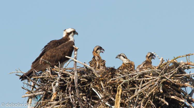Canon EOS 7D  --  500 mm  --  EF500mm f/4L IS USM  