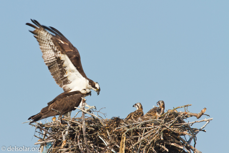 Canon EOS 7D  --  500 mm  --  EF500mm f/4L IS USM  