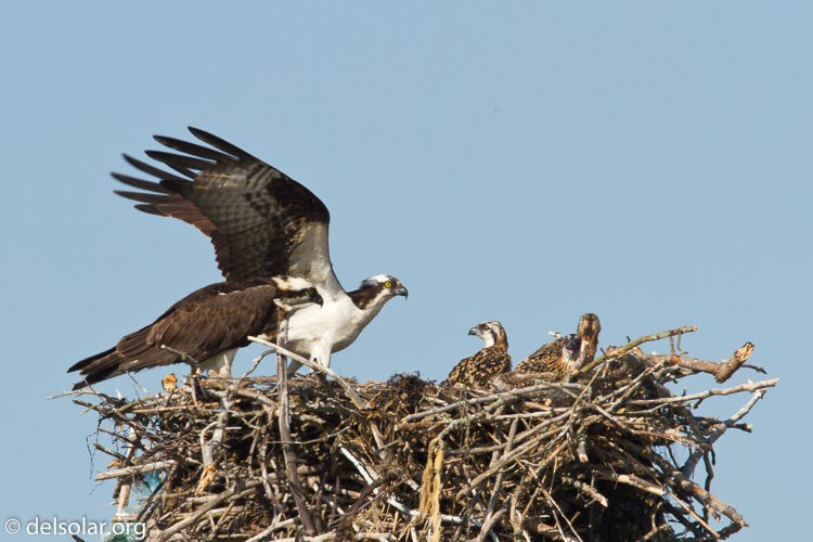 Canon EOS 7D  --  500 mm  --  EF500mm f/4L IS USM  