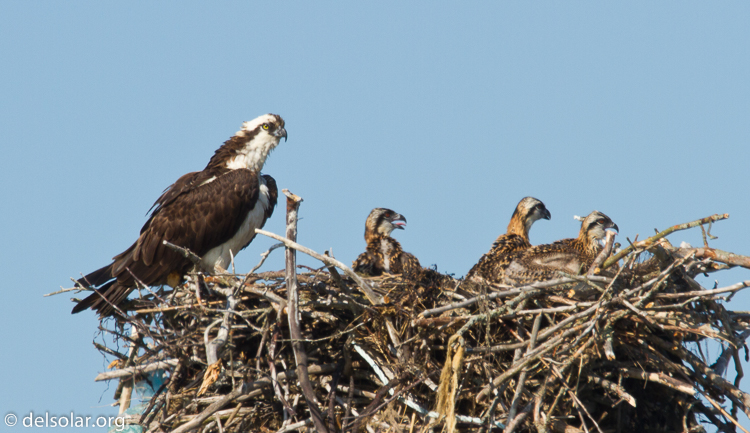 Canon EOS 7D  --  500 mm  --  EF500mm f/4L IS USM  