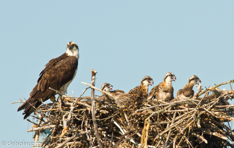 Canon EOS 7D  --  500 mm  --  EF500mm f/4L IS USM  