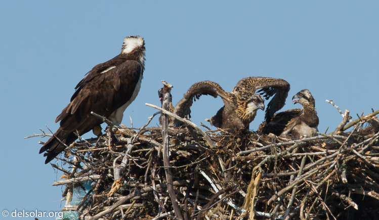 Canon EOS 7D  --  500 mm  --  EF500mm f/4L IS USM  