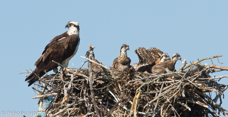 Canon EOS 7D  --  500 mm  --  EF500mm f/4L IS USM  