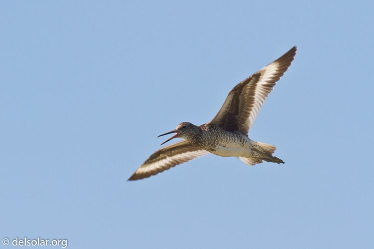 Canon EOS 7D  --  500 mm  --  EF500mm f/4L IS USM  