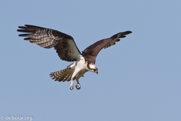 Canon EOS 7D  --  500 mm  --  EF500mm f/4L IS USM  