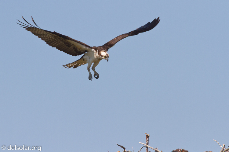 Canon EOS 7D  --  500 mm  --  EF500mm f/4L IS USM  