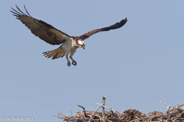 Canon EOS 7D  --  500 mm  --  EF500mm f/4L IS USM  