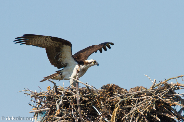 Canon EOS 7D  --  500 mm  --  EF500mm f/4L IS USM  