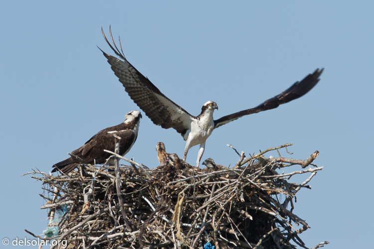 Canon EOS 7D  --  500 mm  --  EF500mm f/4L IS USM  