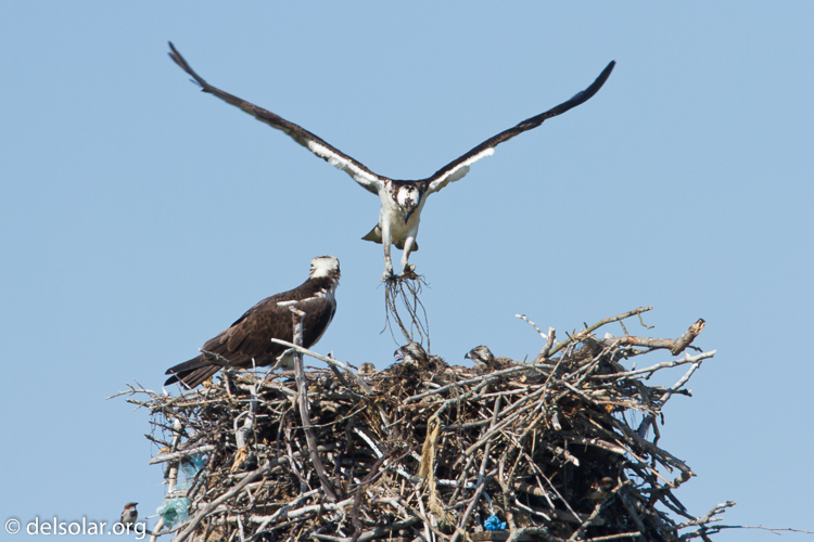 Canon EOS 7D  --  500 mm  --  EF500mm f/4L IS USM  