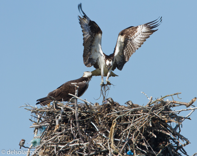 Canon EOS 7D  --  500 mm  --  EF500mm f/4L IS USM  