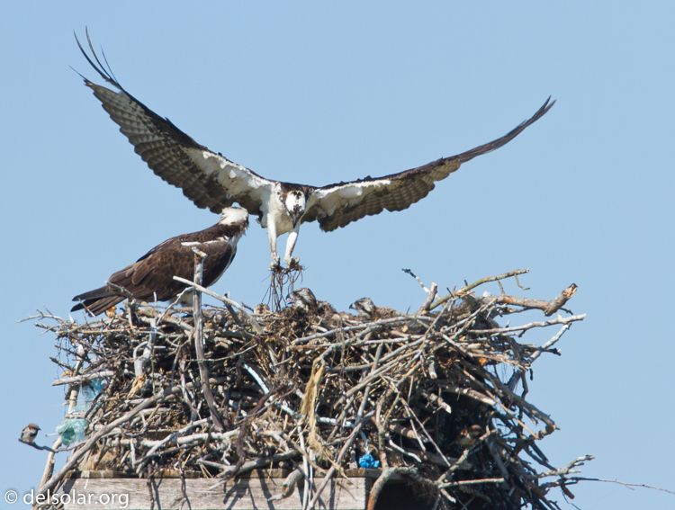 Canon EOS 7D  --  500 mm  --  EF500mm f/4L IS USM  