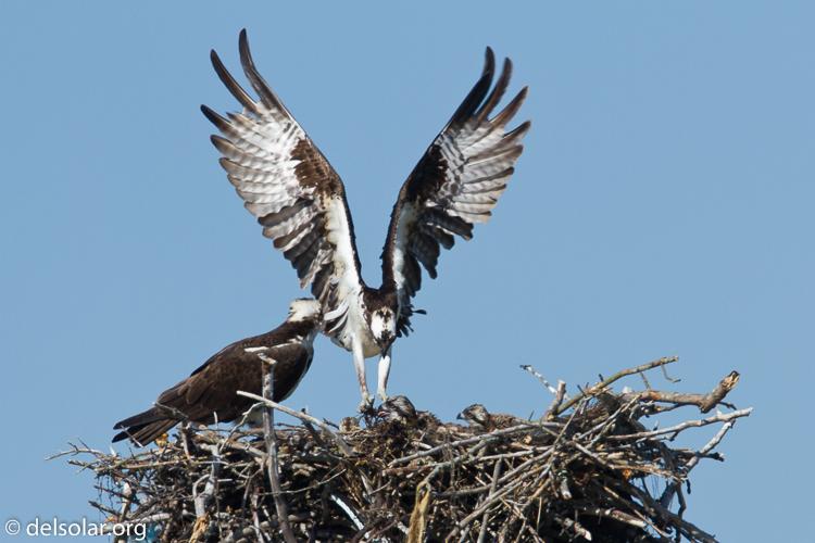 Canon EOS 7D  --  500 mm  --  EF500mm f/4L IS USM  