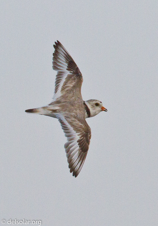 Canon EOS 7D  --  500 mm  --  EF500mm f/4L IS USM  