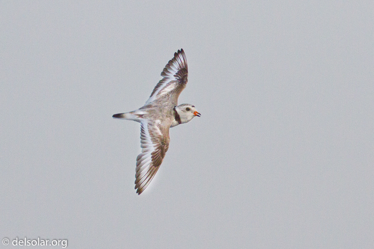 Canon EOS 7D  --  500 mm  --  EF500mm f/4L IS USM  