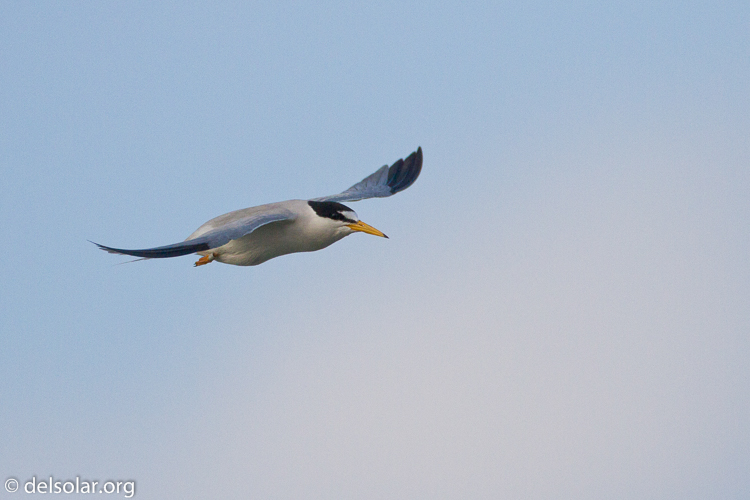 Canon EOS 7D  --  500 mm  --  EF500mm f/4L IS USM  