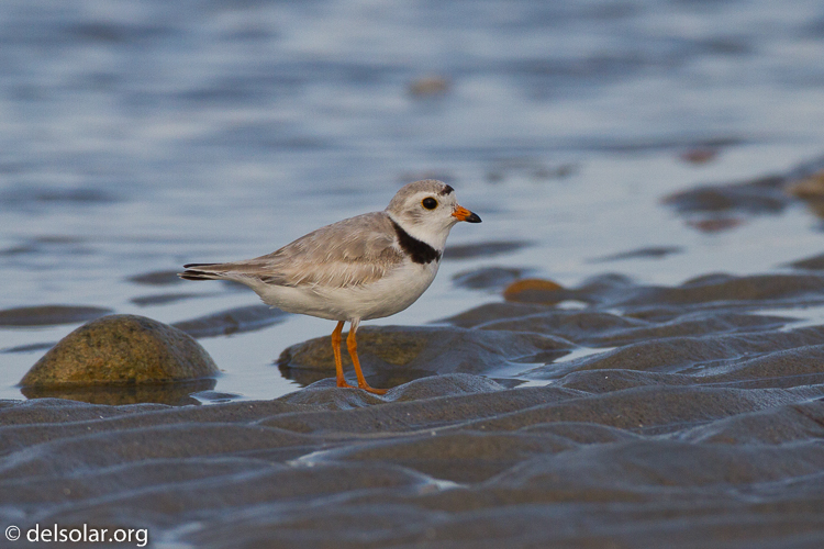 Canon EOS 7D  --  500 mm  --  EF500mm f/4L IS USM  