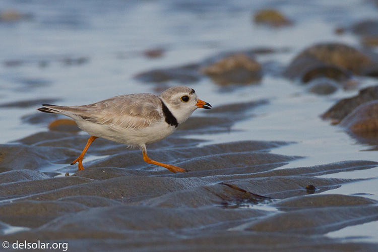 Canon EOS 7D  --  500 mm  --  EF500mm f/4L IS USM  