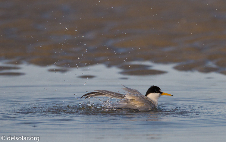 Canon EOS 7D  --  500 mm  --  EF500mm f/4L IS USM  