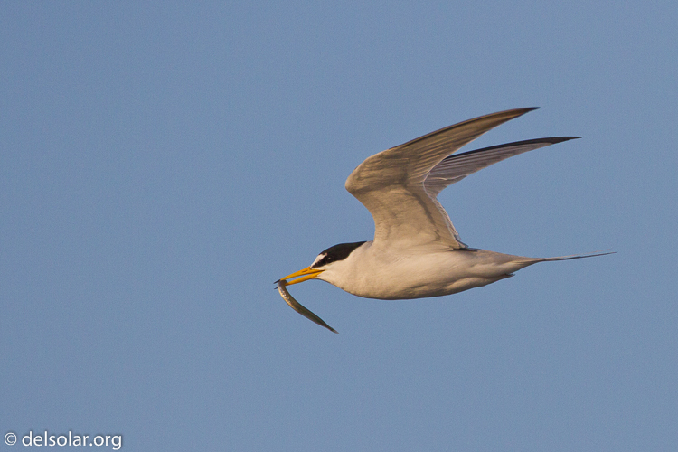 Canon EOS 7D  --  500 mm  --  EF500mm f/4L IS USM  