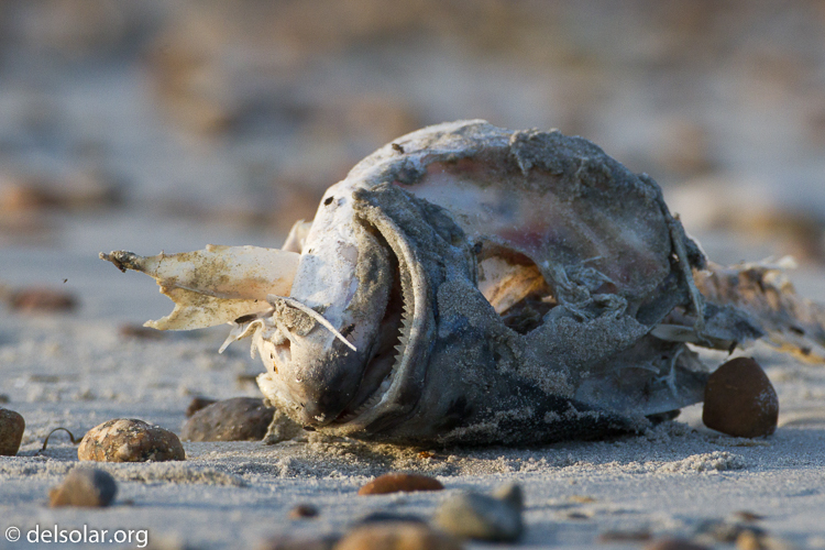 Canon EOS 7D  --  500 mm  --  EF500mm f/4L IS USM  