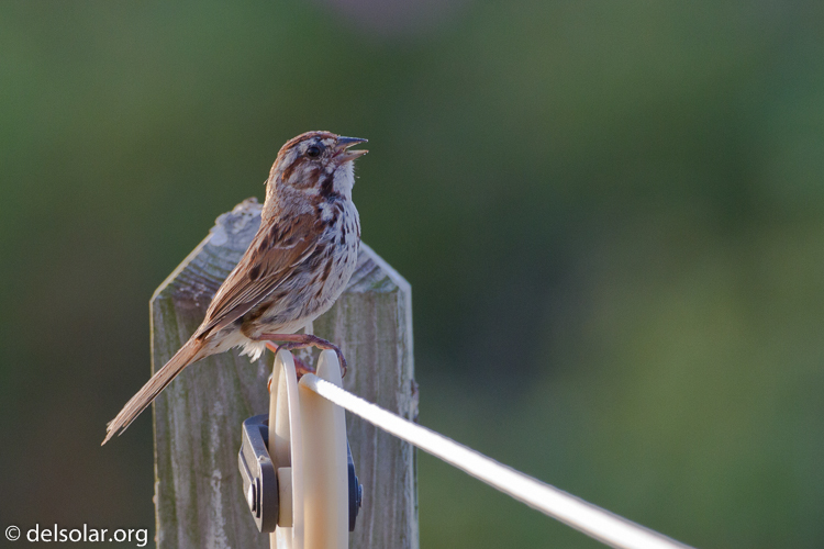Canon EOS 7D  --  500 mm  --  EF500mm f/4L IS USM  