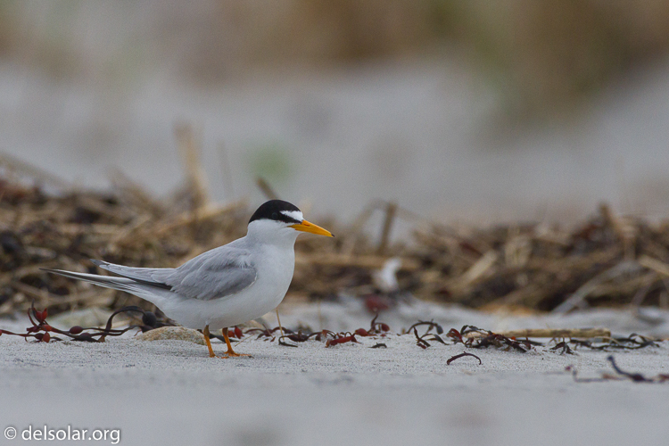 Canon EOS 7D  --  500 mm  --  EF500mm f/4L IS USM  