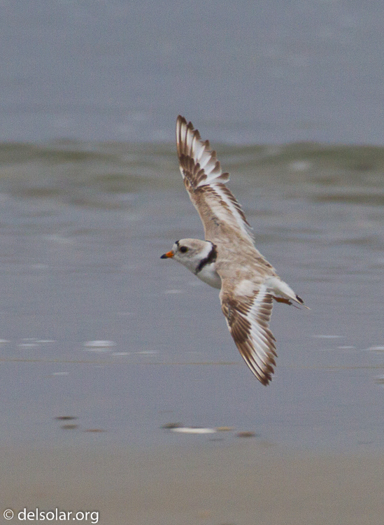 Canon EOS 7D  --  500 mm  --  EF500mm f/4L IS USM  