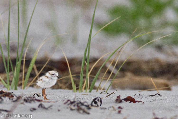 Canon EOS 7D  --  500 mm  --  EF500mm f/4L IS USM  