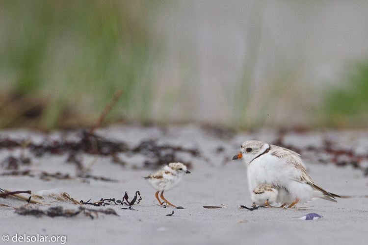 Canon EOS 7D  --  500 mm  --  EF500mm f/4L IS USM  