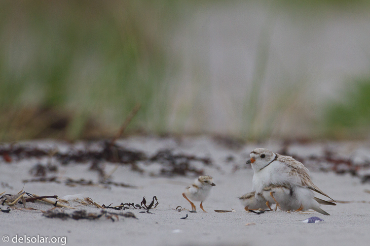 Canon EOS 7D  --  500 mm  --  EF500mm f/4L IS USM  