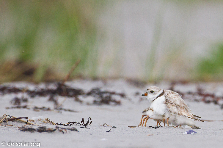 Canon EOS 7D  --  500 mm  --  EF500mm f/4L IS USM  