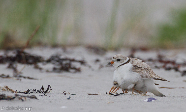 Canon EOS 7D  --  500 mm  --  EF500mm f/4L IS USM  