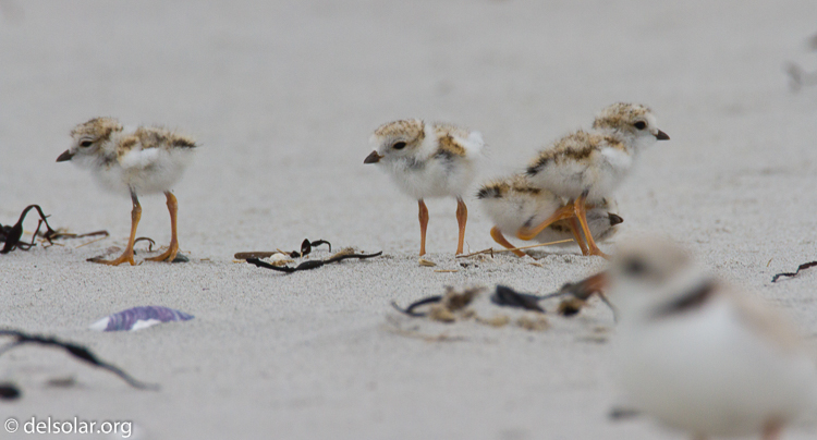 Canon EOS 7D  --  500 mm  --  EF500mm f/4L IS USM  