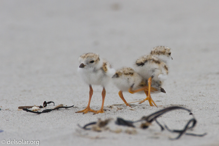 Canon EOS 7D  --  500 mm  --  EF500mm f/4L IS USM  