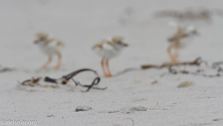 Canon EOS 7D  --  500 mm  --  EF500mm f/4L IS USM  