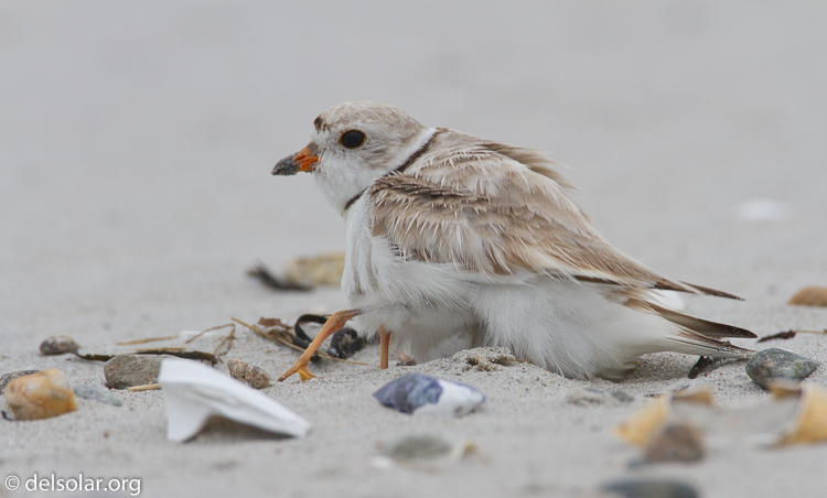 Canon EOS 7D  --  500 mm  --  EF500mm f/4L IS USM  