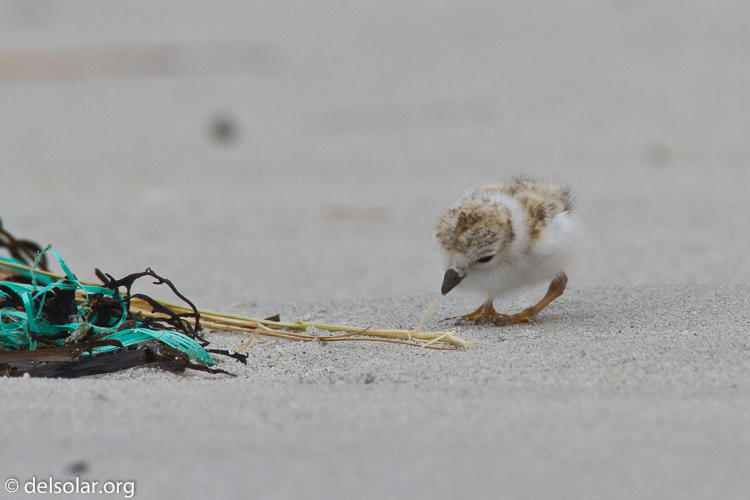 Canon EOS 7D  --  500 mm  --  EF500mm f/4L IS USM  