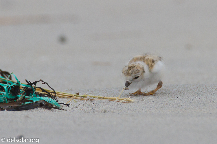 Canon EOS 7D  --  500 mm  --  EF500mm f/4L IS USM  