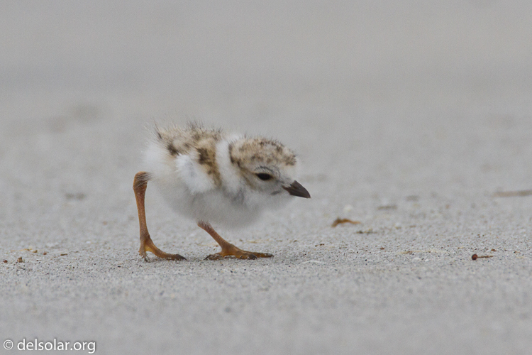 Canon EOS 7D  --  500 mm  --  EF500mm f/4L IS USM  